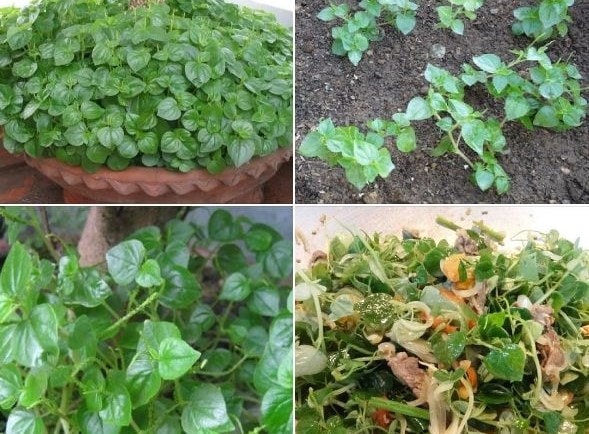 (Tổng hợp) Bài thuốc từ cây càng cua 4