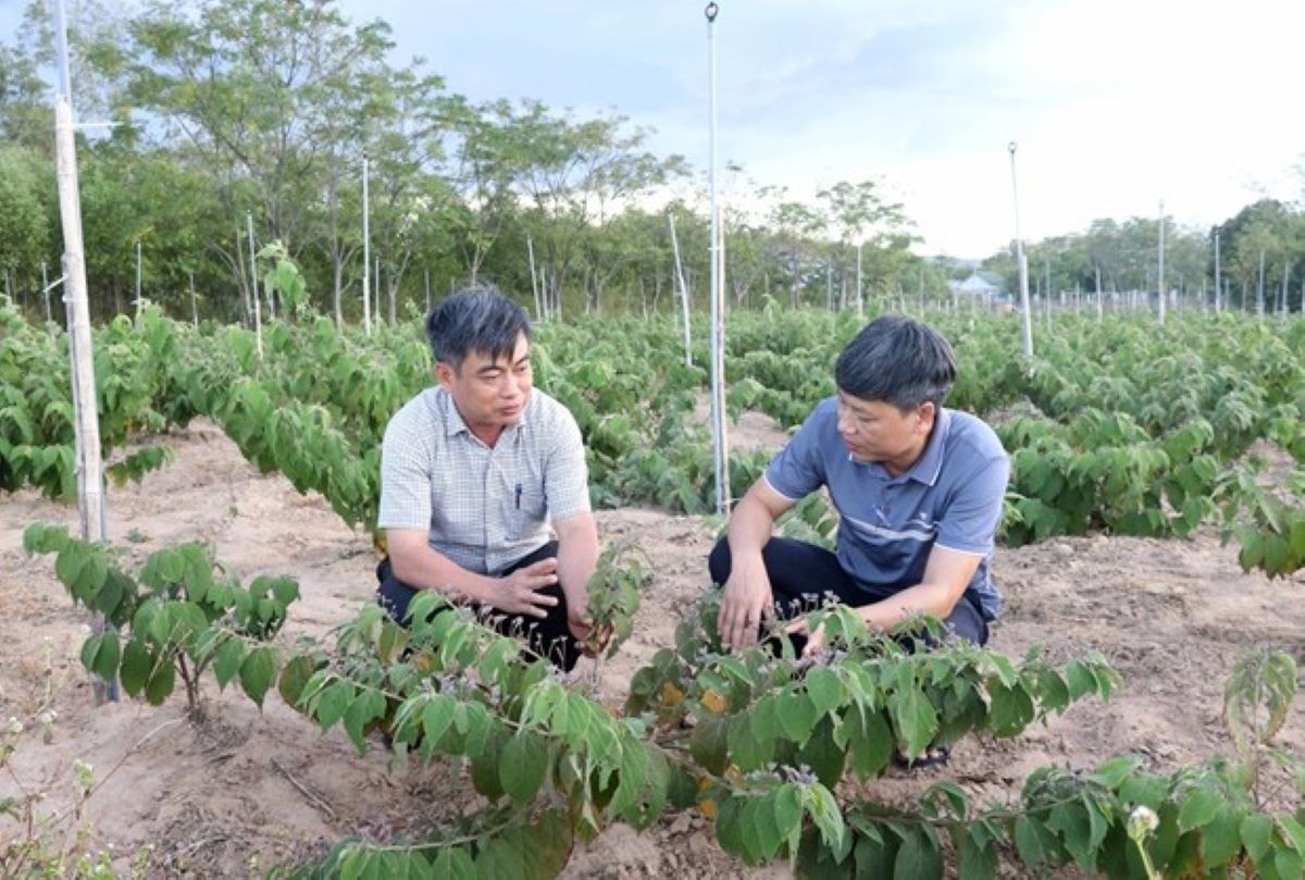Quảng Trị: Đưa sản phẩm OCOP từ dược liệu ra thị trường thế giới 1