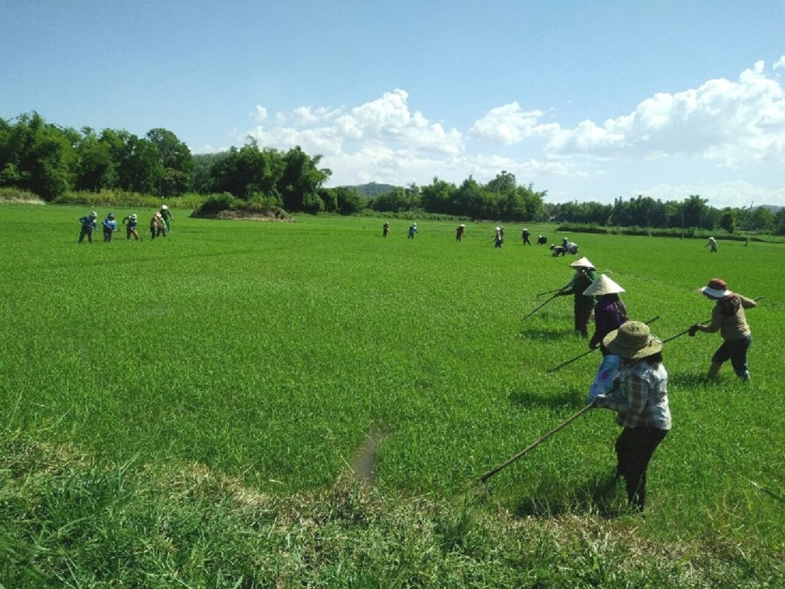 Cây lúa nước “bám rễ” ở miền núi Phú Yên 