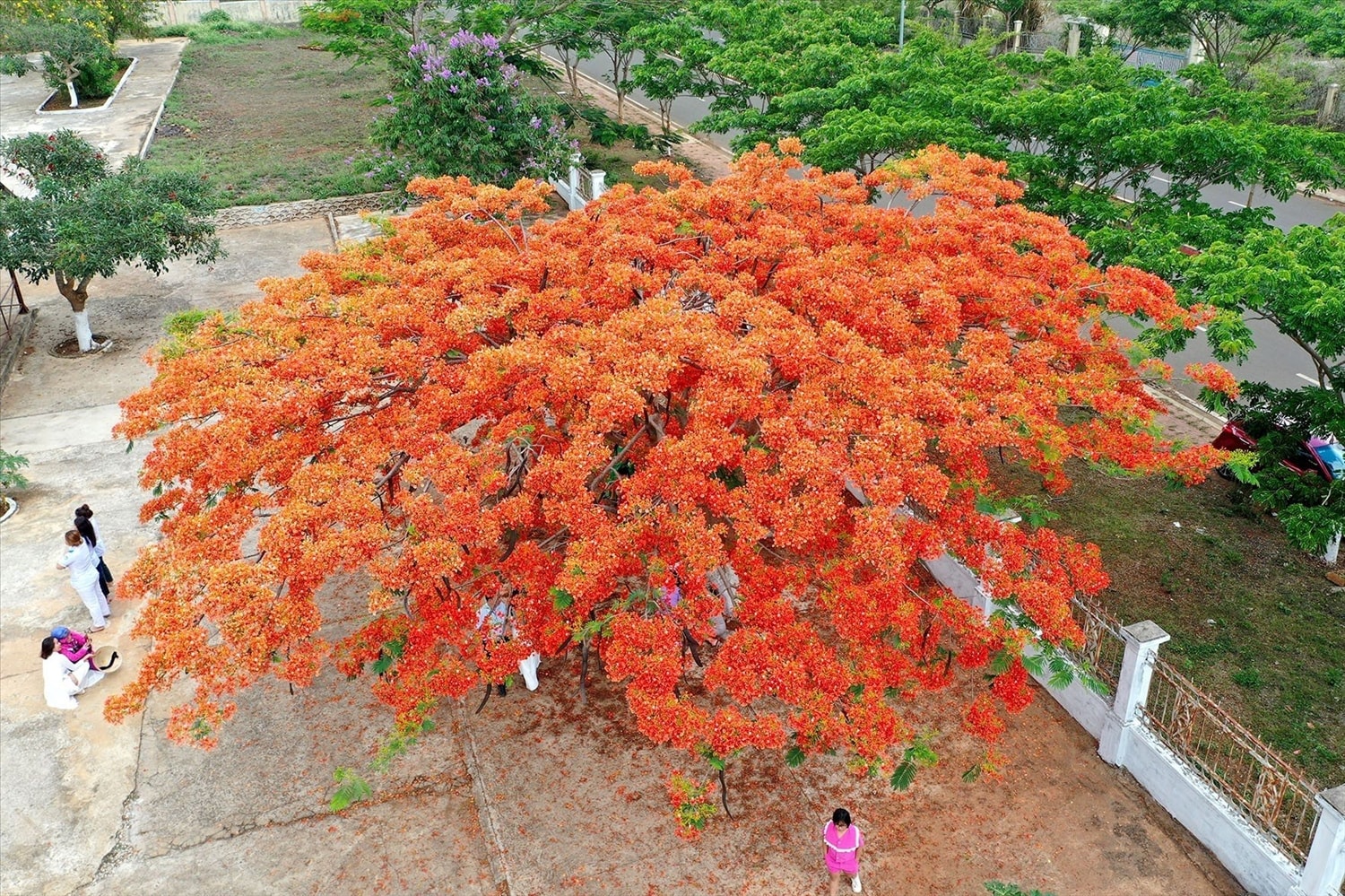 Hoa phượng vĩ nở đỏ thắm như đám lửa đang rực cháy lên những khát khao, mơ ước của tuổi học trò