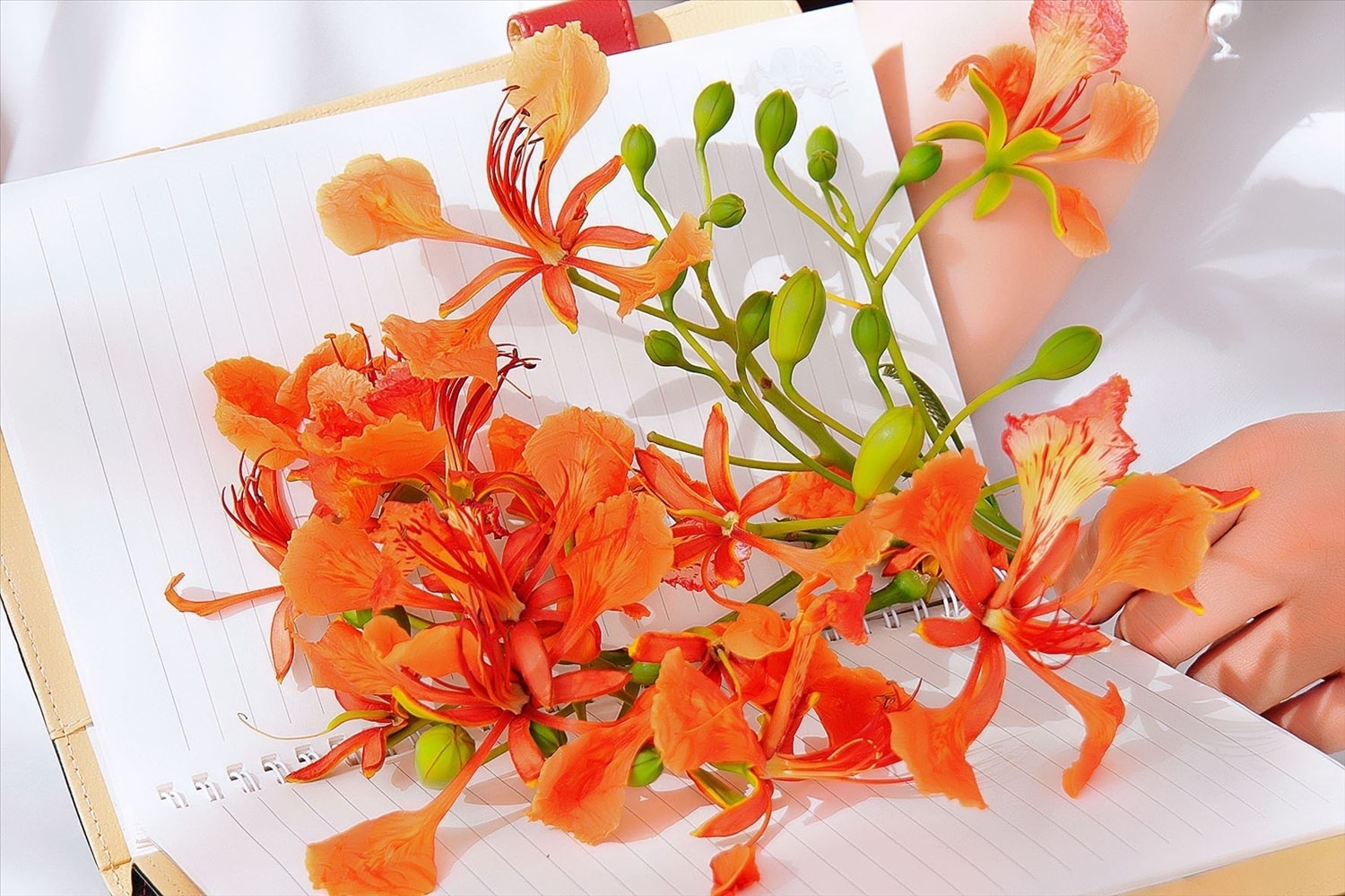 Những cánh hoa phượng rơi ở sân trường được học trò ép vào trang lưu bút 