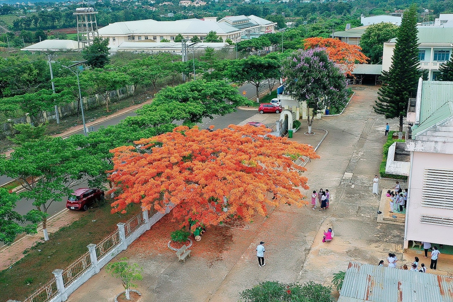 Tháng 5 về, nhiều cây phượng vỹ tại phố núi Pleiku (Gia Lai) đang đua nhau khoe sắc hoa đỏ thắm