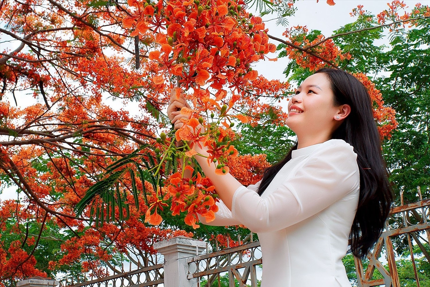 Vẻ đẹp rực rỡ của hoa phượng vĩ đã thu hút rất nhiều người đến chiêm ngưỡng, chụp ảnh cũng như được sống lại những kỷ niệm khố quên của tuổi học trò