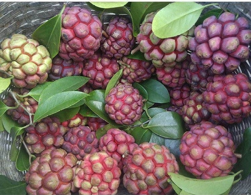 (Tổng hợp) Công dụng chữa bệnh tuyệt vời của cây na rừng 1