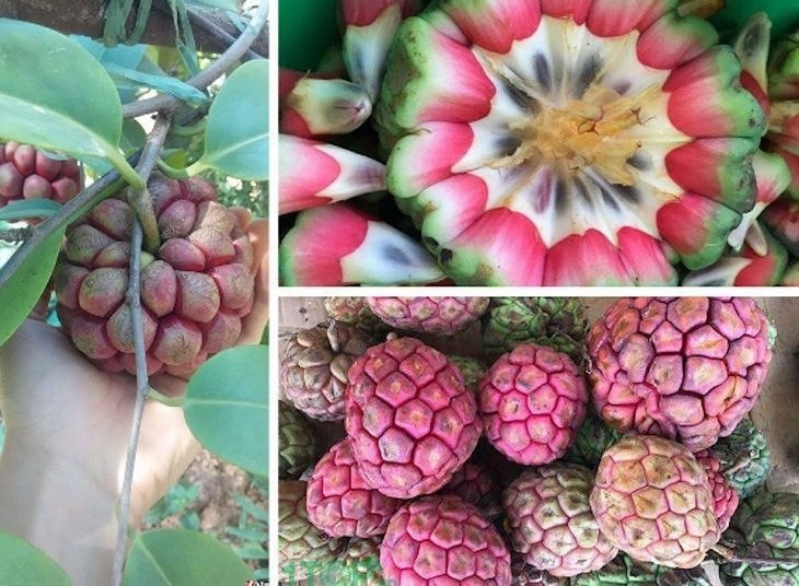 (Tổng hợp) Công dụng chữa bệnh tuyệt vời của cây na rừng