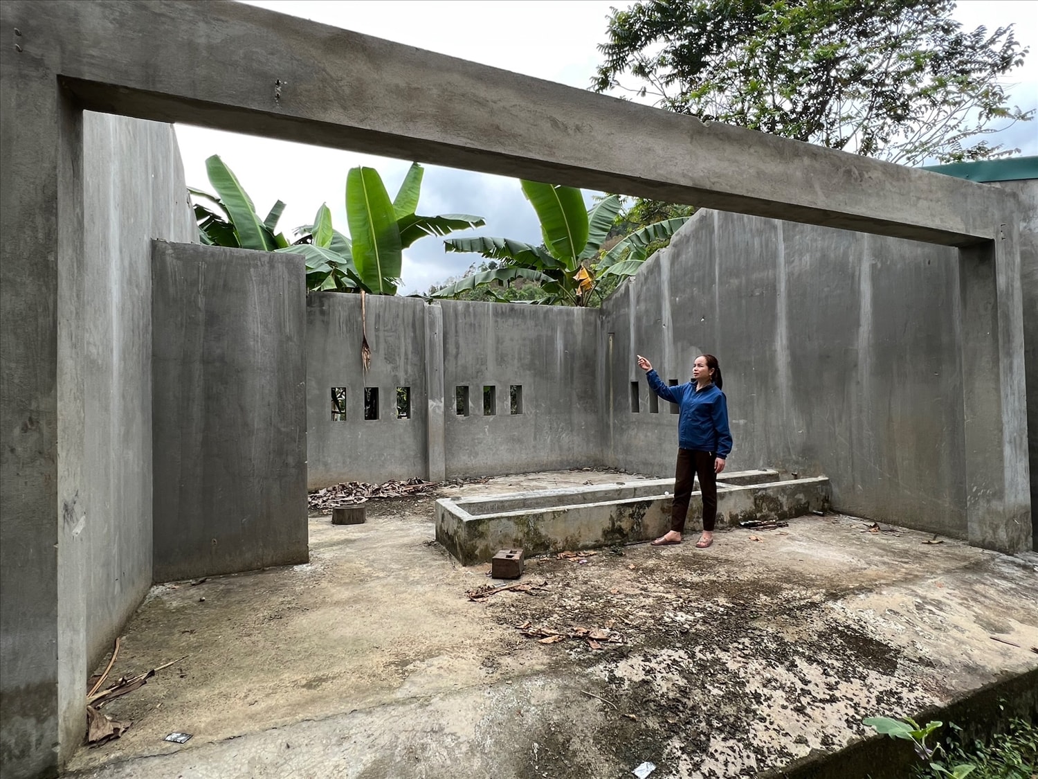 Mái tôn chuồng bò cũng bị tháo dỡ đem bán