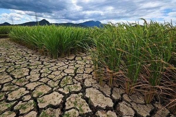 Cần triển khai biện pháp cấp bách ứng phó với nguy cơ nắng nóng, hạn hán, thiếu nước, xâm nhập mặn, không để thiếu nước cho sinh hoạt, thủy điện và ảnh hưởng tới sản xuất, nhất là đối với các lĩnh vực trọng yếu. Ảnh minh họa