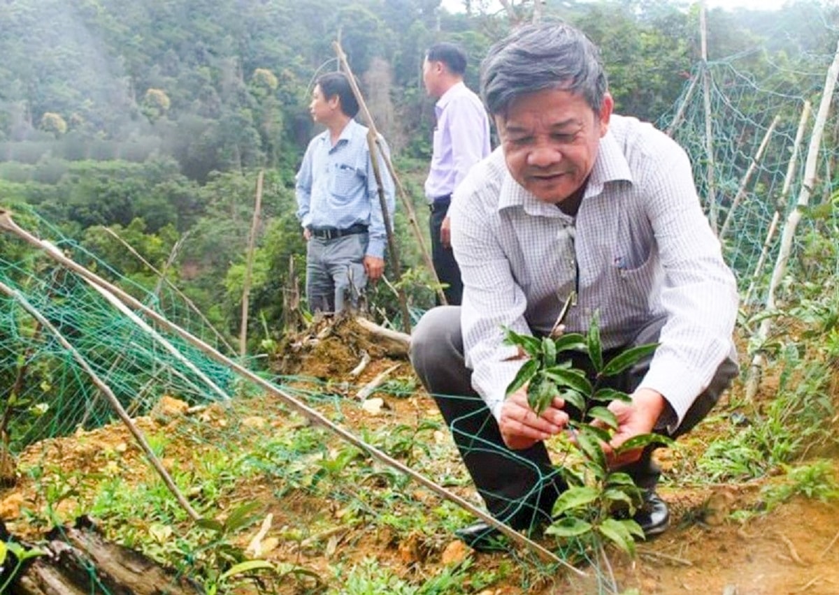 Mô hình trồng cây ba kích tím được kỳ vọng giúp người dân thoát nghèo (ảnh minh họa)
