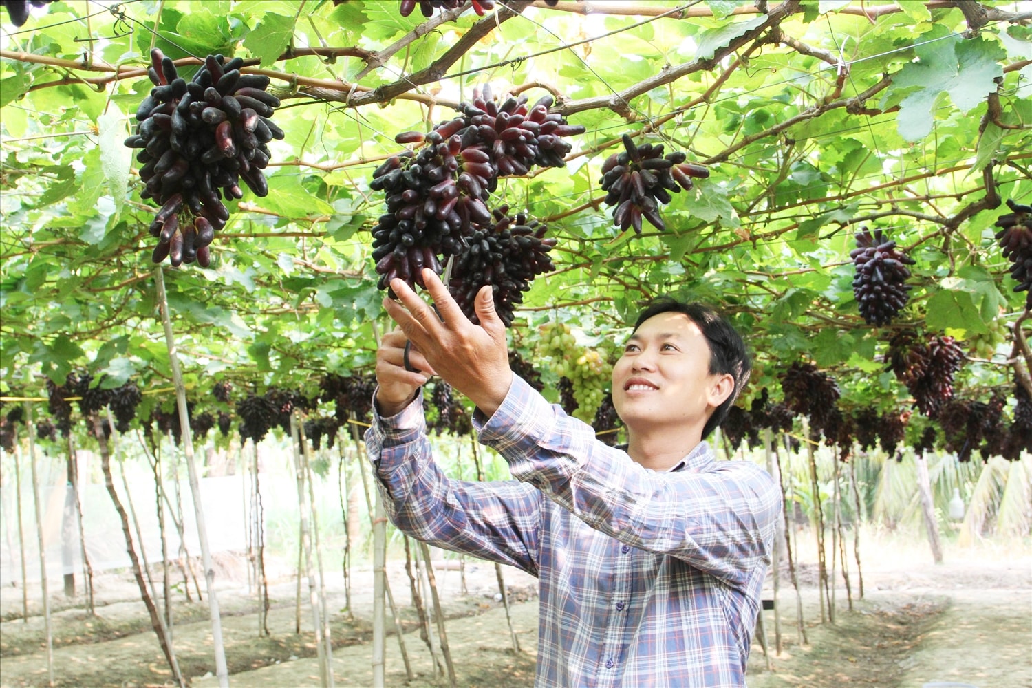 Anh Nguyễn Đình Trí trồng thành công giống nho NH04-102