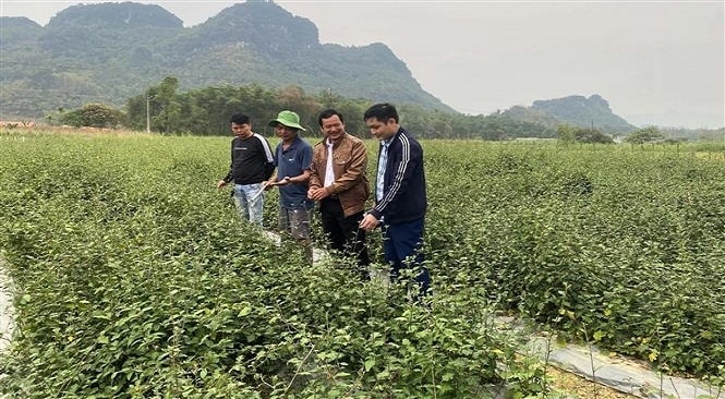 Mô hình trồng cây dược liệu tại vùng núi Thanh Hóa Mô hình trồng cây dược liệu tại vùng núi Thanh Hóa