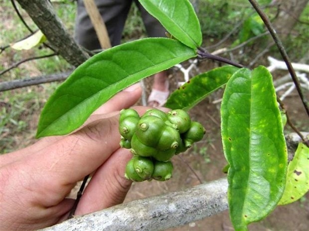 Cây Ba kích được trồng tại Khu bảo tồn thiên nhiên Pù Hu, trên địa bàn 2 huyện Quan Hóa và Bá Thước Trồng cây dược liệu- Hướng đi mới giúp nông dân vùng cao ở Thanh Hóa xoá đói giảm nghèo 3