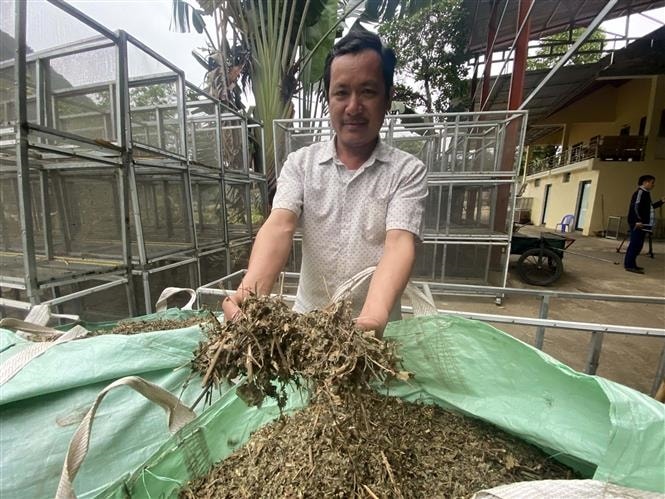 Nguồn thu nhập cao từ cây dược liệu giúp đồng bào vùng cao Thanh Hóa ổn định cuộc sống Trồng cây dược liệu- Hướng đi mới giúp nông dân vùng cao ở Thanh Hóa xoá đói giảm nghèo 4