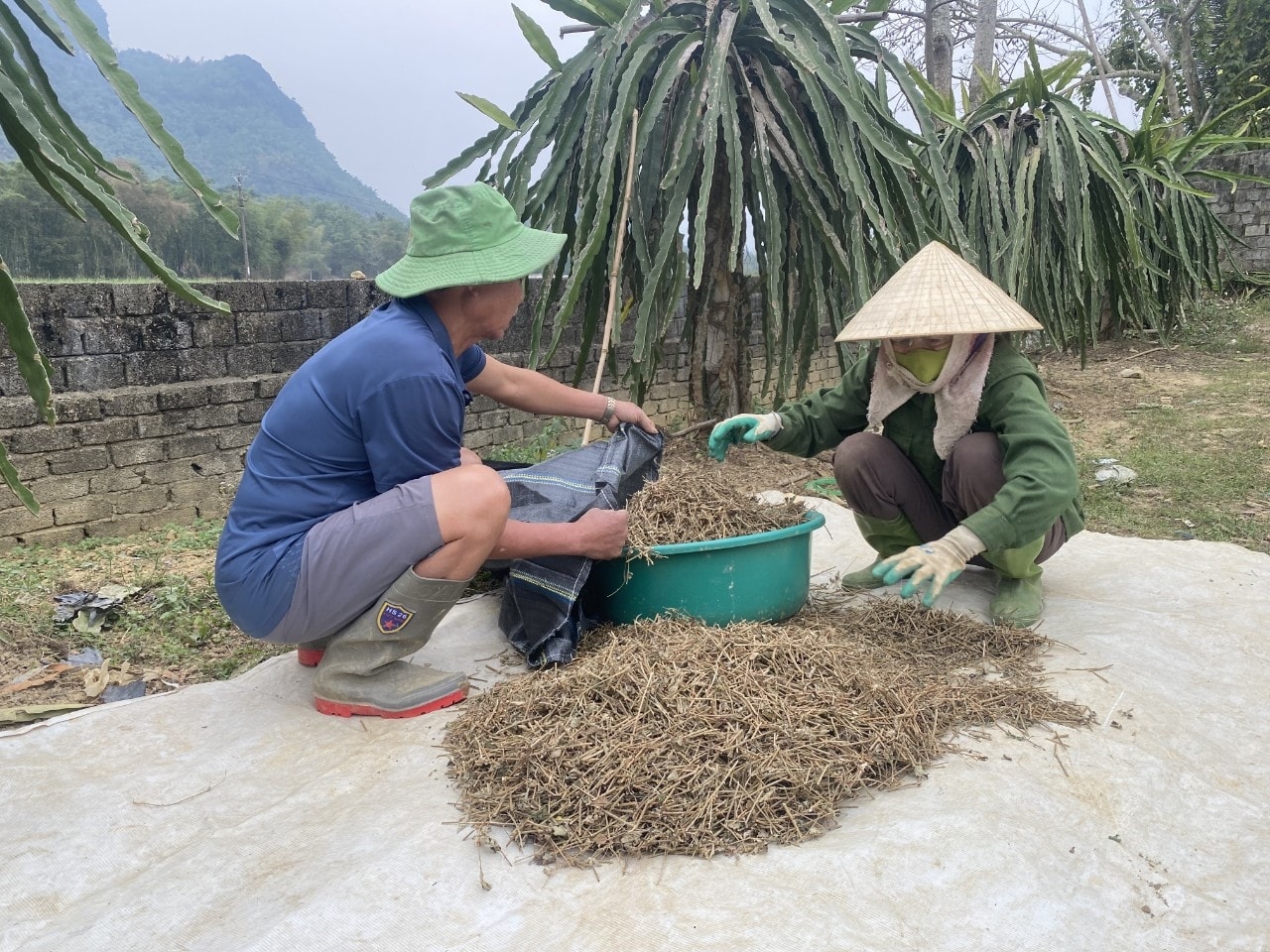 Việc phát triển trồng cây dược liệu còn tạo việc làm thường xuyên cho nhiều lao động tại địa phương Trồng cây dược liệu- Hướng đi mới giúp nông dân vùng cao ở Thanh Hóa xoá đói giảm nghèo 2