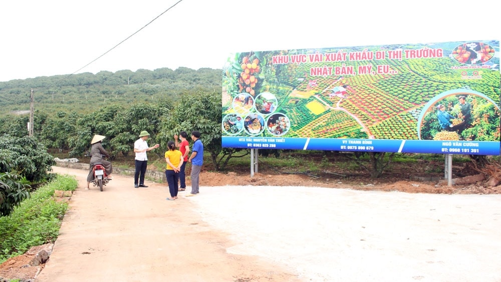 Vùng sản xuất vải thiều xuất khẩu tại xã Phúc Hòa (huyện Tân Yên) - Ảnh: Báo Bắc Giang