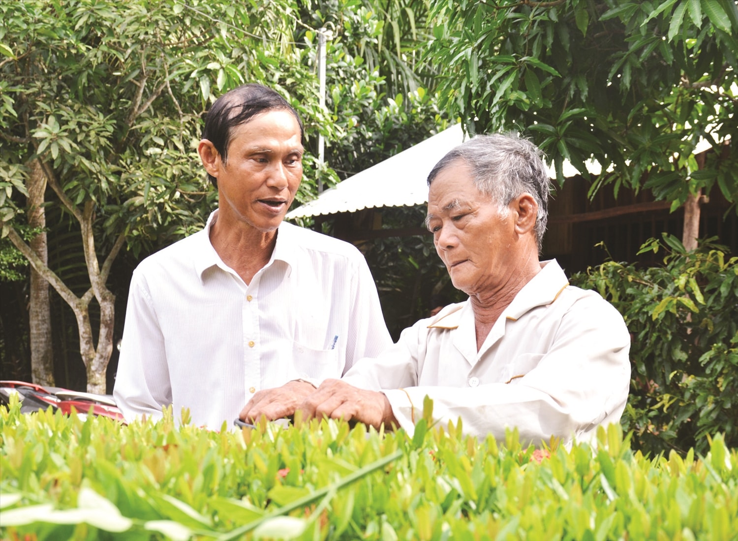 Không chỉ là Người có uy tín, ông Thạch Cơne (bên phải) còn là nông dân sản xuất, kinh doanh giỏi.