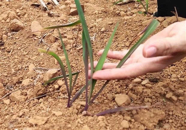 Những cây ngô được trồng ở xã Mã Ba, huyện Hà Quảng (Cao Bằng) không thể phát triển vì hạn hán, thời điểm cuối tháng Tư vừa qua. (Ảnh: Quốc Đạt/TTXVN)