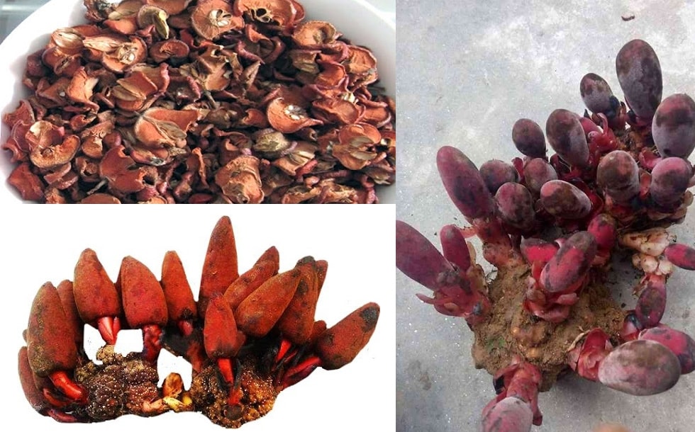 Nấm ngọc cẩu được ví như là thần dược của phái mạnh, là vị thuốc không thể bỏ qua đối với nam giới