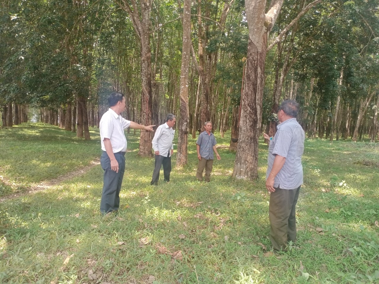 Diện tích rừng trồng gỗ lớn, có chứng chỉ của cả nước còn rất hạn chế (Trong ảnh: Rừng sản xuất của đồng bào dân tộc M’Nông ở xã Nam Nung, huyện Krông Nô, tỉnh Đắk Nông)