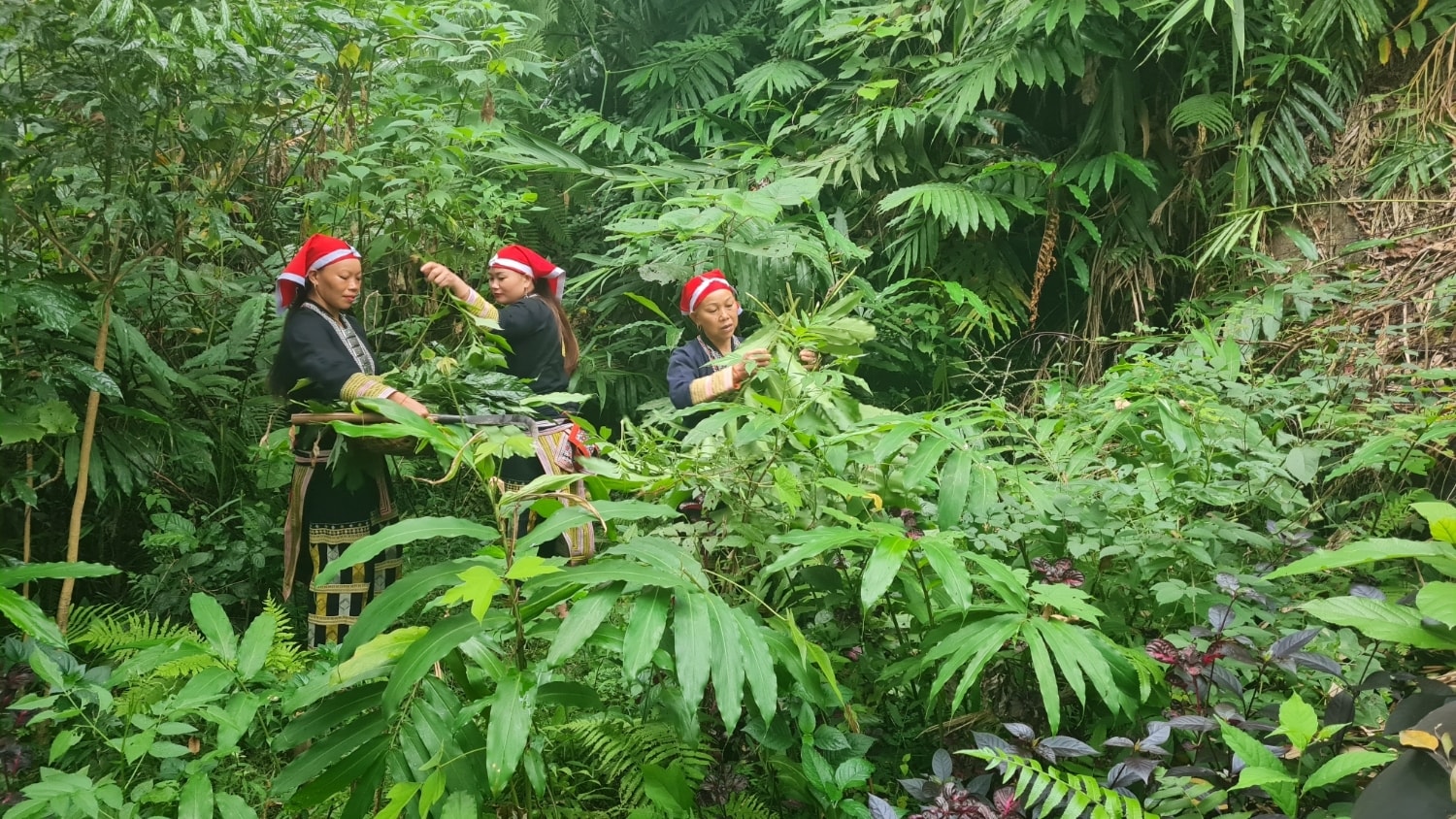 Sinh kê của đại bộ phận người dân miền núi dựa vào rừng. (Trong ảnh: Đồng bào dân tộc Dao ở thôn Sải Duần, xã Phìn Ngan, huyện Bát Xát, tỉnh Lào Cai có thu nhập ổn định từ nghề thuốc Nam- Ảnh: TL)