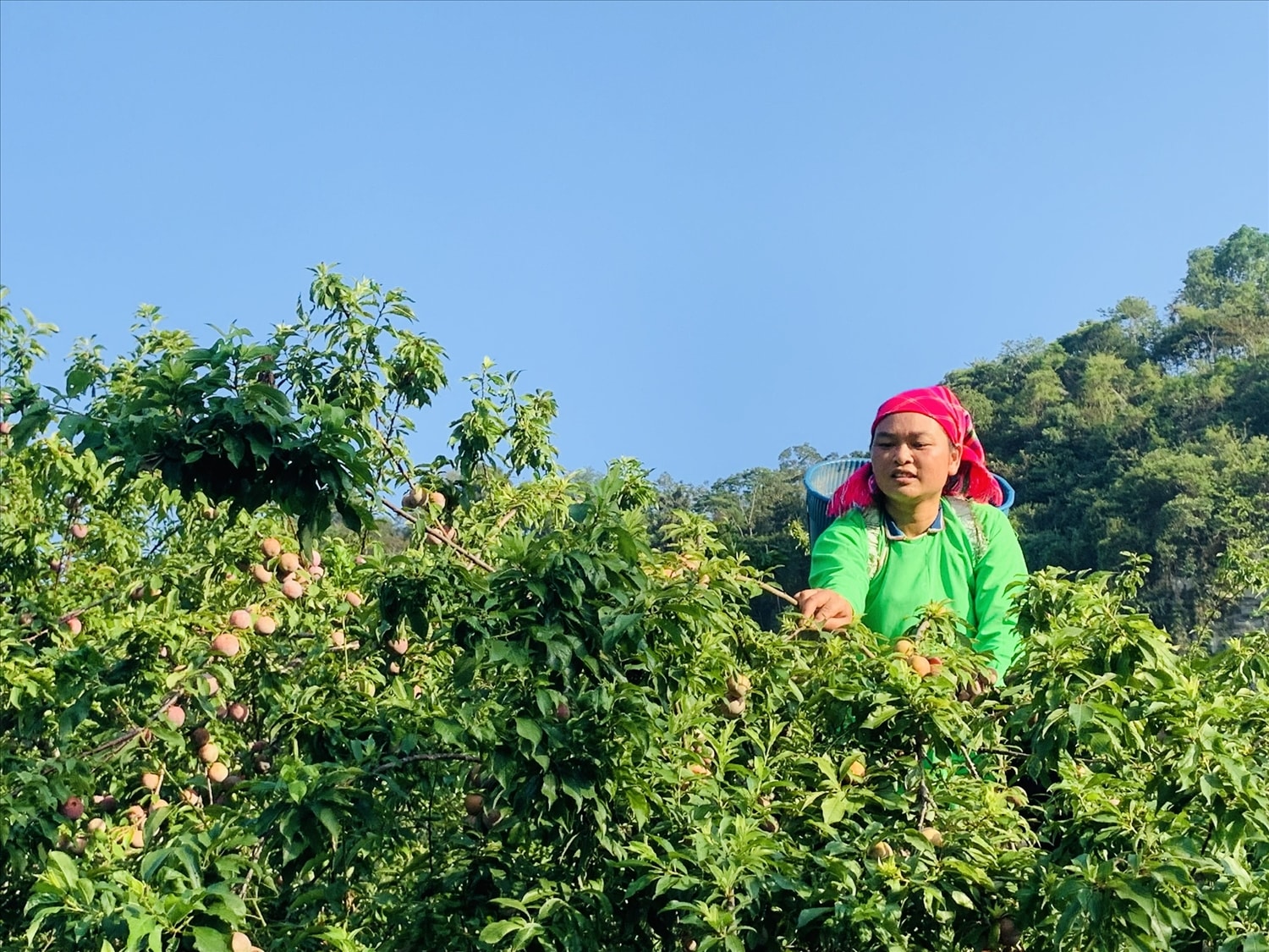 Quả mận tam hoa năm nay được đánh giá chất lượng tốt, ngon ngọt hơn và cũng được giá hơn so với mọi năm.