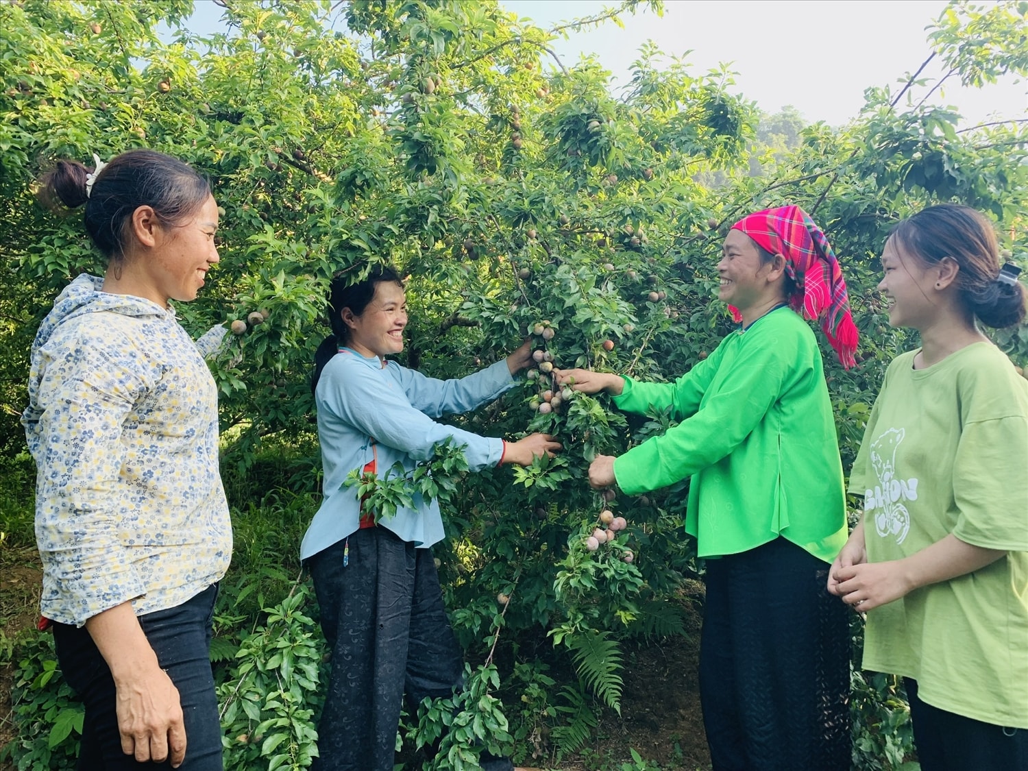 Một cây mận 5-6 tuổi như thế này có thể cho thu hoạch hàng tạ quả.