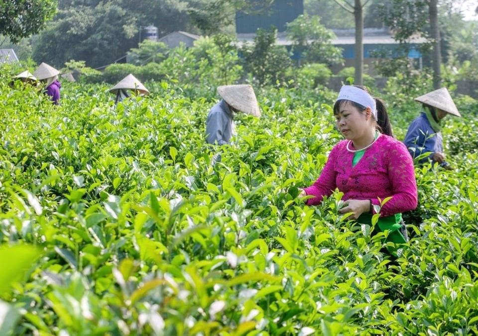 Đồng bào dân tộc Mường ở Ba Vì được hưởng lợi từ Chương trình mục tiêu quốc gia phát triển kinh tế-xã hội vùng DTTS và miền núi
