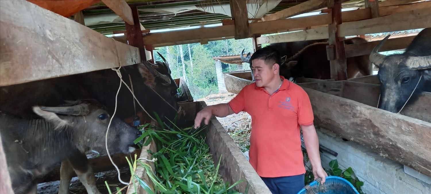 Mô hình nuôi trâu ở xã Kim Cúc, huyện Bảo Lạc, tỉnh Cao Bằng