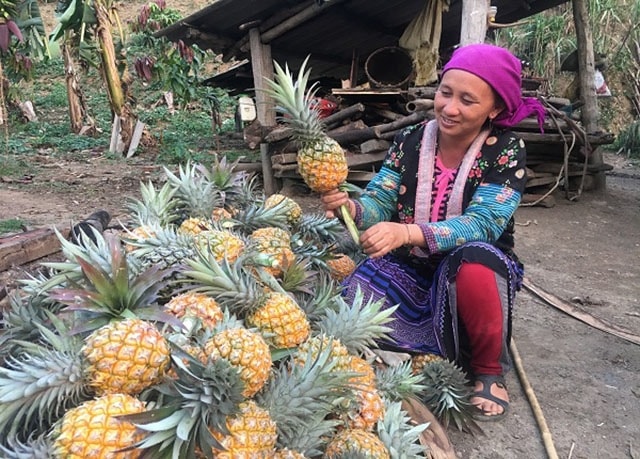 Người dân Mường Chà, Điện Biên trồng dứa mang lại thu nhập ổn định.