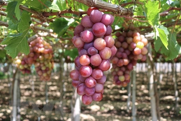 Giống nho Red Cardinal (nho đỏ) trồng theo tiêu chuẩn VietGAP tại Làng nho Thái An (xã Vĩnh Hải, huyện Ninh Hải). (Ảnh: Nguyễn Thành/TTXVN) Giống nho Red Cardinal (nho đỏ) trồng theo tiêu chuẩn VietGAP tại Làng nho Thái An (xã Vĩnh Hải, huyện Ninh Hải). (Ảnh: Nguyễn Thành/TTXVN)