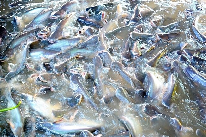 (Tổng hợp) Quy trình kỹ thuật nuôi cá tra thương phẩm