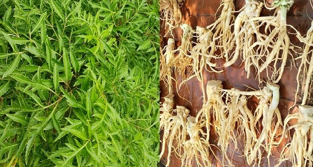 Cây đinh lăng là một thảo dược quen thuộc chữa mẩn ngứa, viêm da