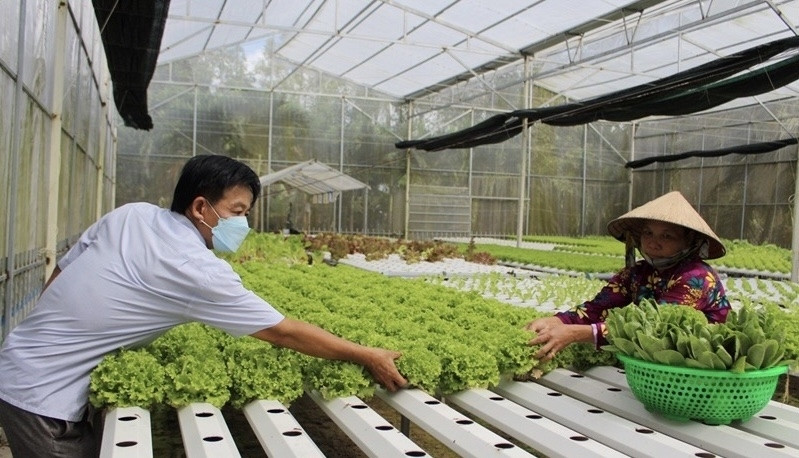 Nhờ được hướng dẫn áp dụng khoa học kỷ thuật, sản phẩm rau trồng của chị em phụ nữ DTTS bán được giá cao 