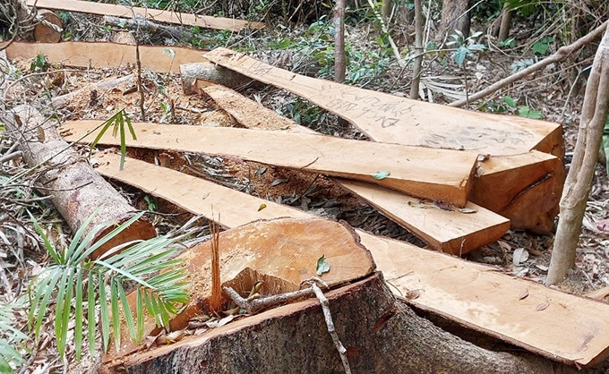 Hàng loạt cây gỗ rừng bị lâm tặc đốn hạ, xẻ hộp Hàng loạt cây gỗ rừng bị lâm tặc đốn hạ, xẻ hộp