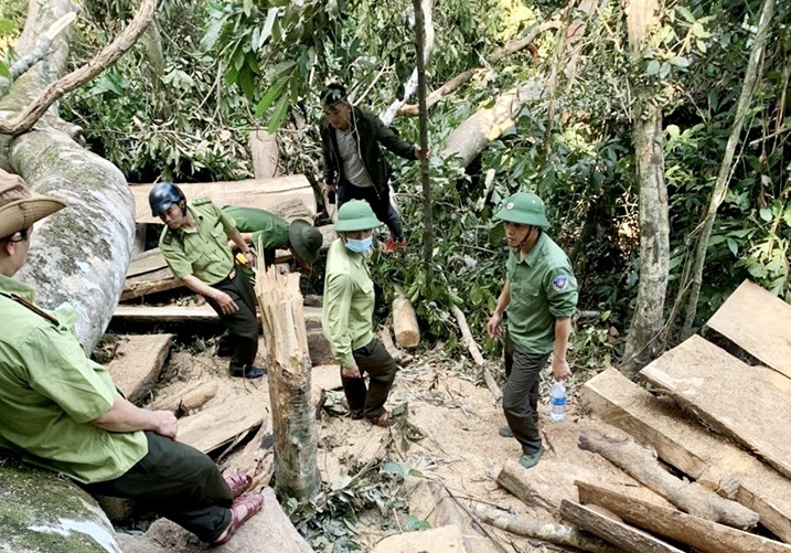 Lực lượng chức năng tiến hành khám nghiệm, mở rộng kiểm tra hiện trường vụ phá rừng phòng hộ Ya Hội Lực lượng chức năng tiến hành khám nghiệm, mở rộng kiểm tra hiện trường vụ phá rừng phòng hộ Ya Hội
