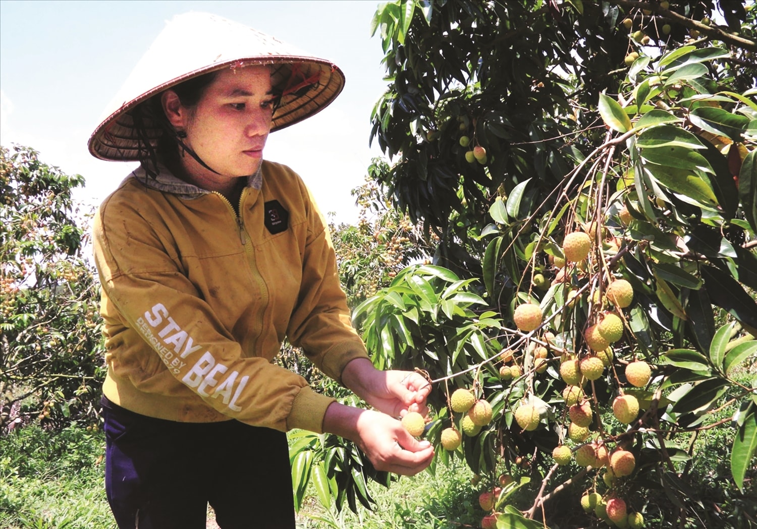 Vườn vải của chị Hoàng Thị Thu Hương ở buôn Ol, xã Đắk Đrô, huyện Krông Nô, tỉnh Đắk Vườn vải của chị Hoàng Thị Thu Hương ở buôn Ol, xã Đắk Đrô, huyện Krông Nô, tỉnh Đắk