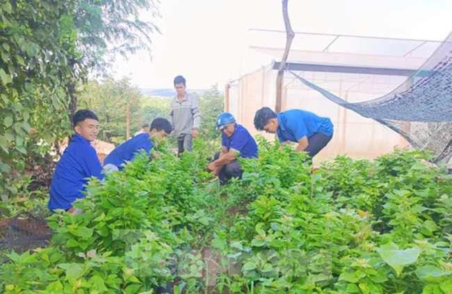 Đoàn viên thực hiện công trình đường hoa thanh niên Đoàn viên thực hiện công trình đường hoa thanh niên