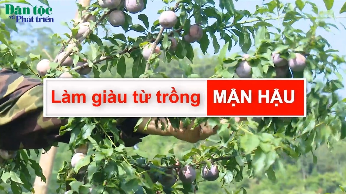 Làm giàu từ trồng mận hậu 