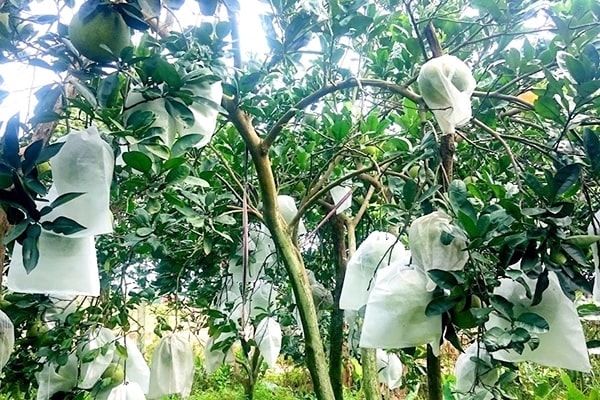 (Tổng hợp) Hướng dẫn phòng trừ bệnh ruồi đục quả 1