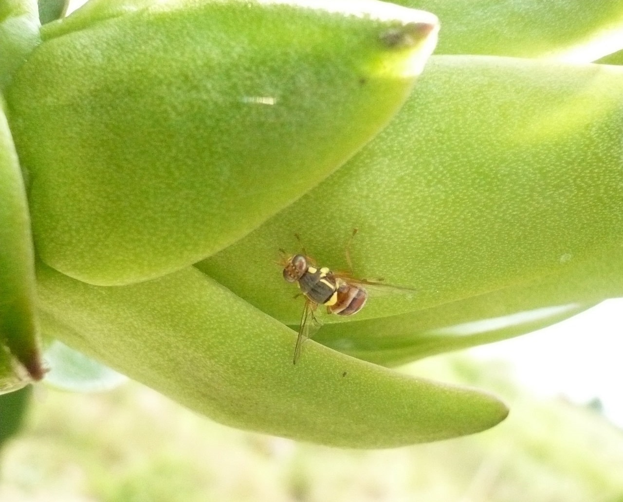 (Tổng hợp) Hướng dẫn phòng trừ bệnh ruồi đục quả 4