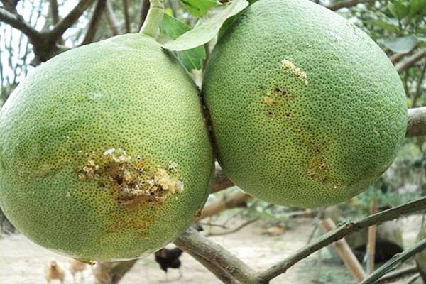 Ruồi vàng đục quả trên cây bưởi