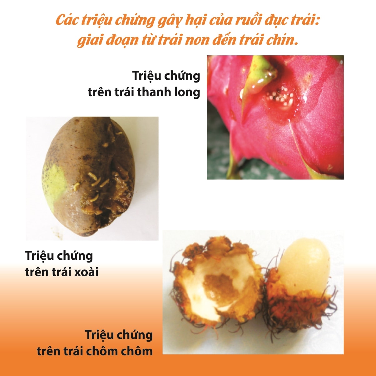 (Tổng hợp) Hướng dẫn phòng trừ bệnh ruồi đục quả 2