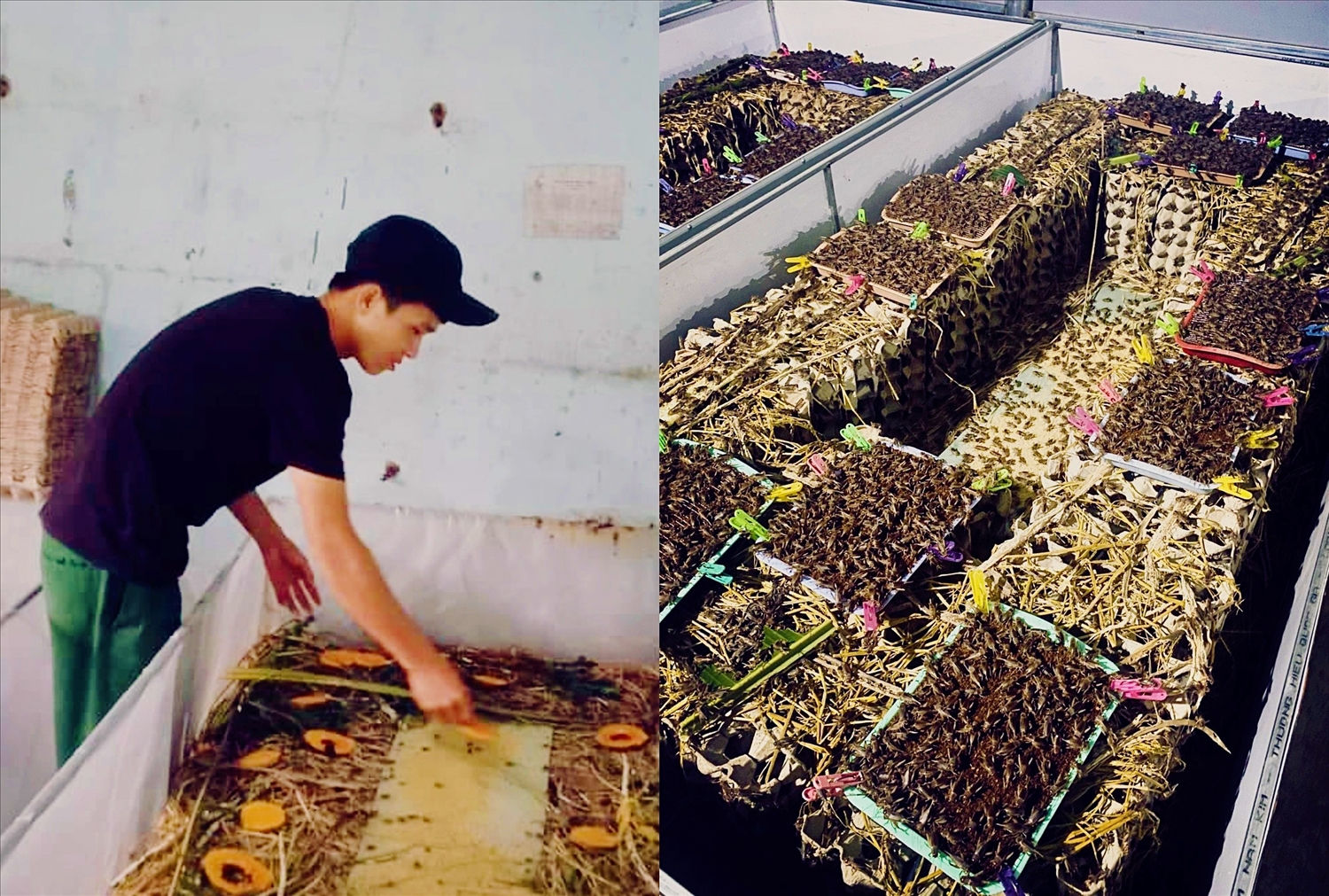 Nhờ sử dụng hiệu quả nguồn vốn tín dụng chính sách, mô hình nuôi dế của anh Triệu Văn Vinh ở Thôn 6A, xã Ea Phê, huyện Krông Pắc đã mang lại hiệu quả kinh tế rõ rệt cho gia đình