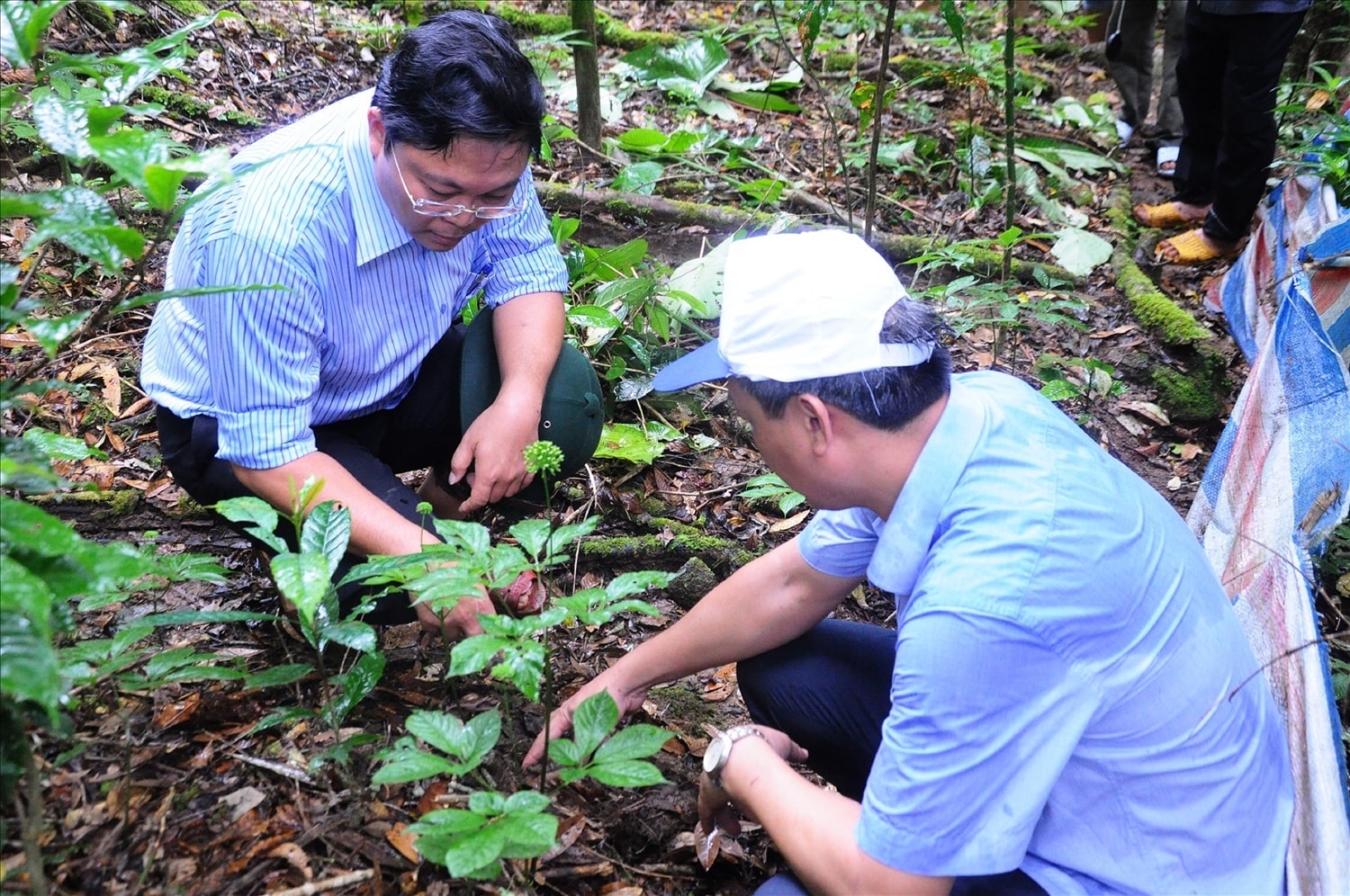Lãnh đạo huyện Nam Trà My thăm vùng ươm trồng cây dược liệu sâm Ngọc Linh Lãnh đạo huyện Nam Trà My thăm vùng ươm trồng cây dược liệu sâm Ngọc Linh
