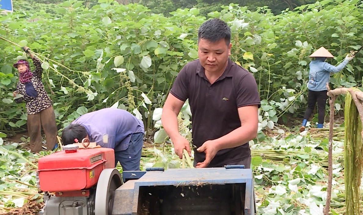 Mô hình cây gai xanh tại xã Tân Thanh, huyện Sơn Dương. Mô hình cây gai xanh tại xã Tân Thanh, huyện Sơn Dương.