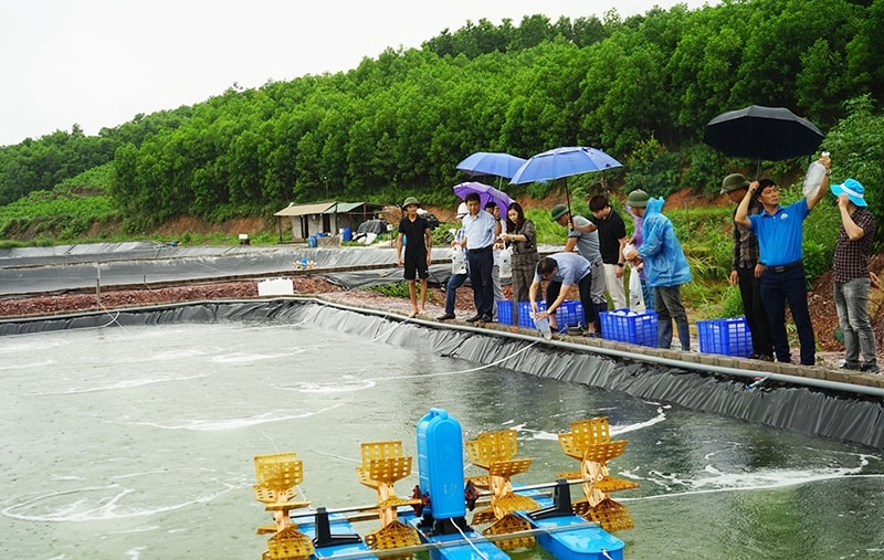 Thả giống tôm thẻ chân trắng tại một hộ dân tại xã Cộng Hòa Thả giống tôm thẻ chân trắng tại một hộ dân tại xã Cộng Hòa