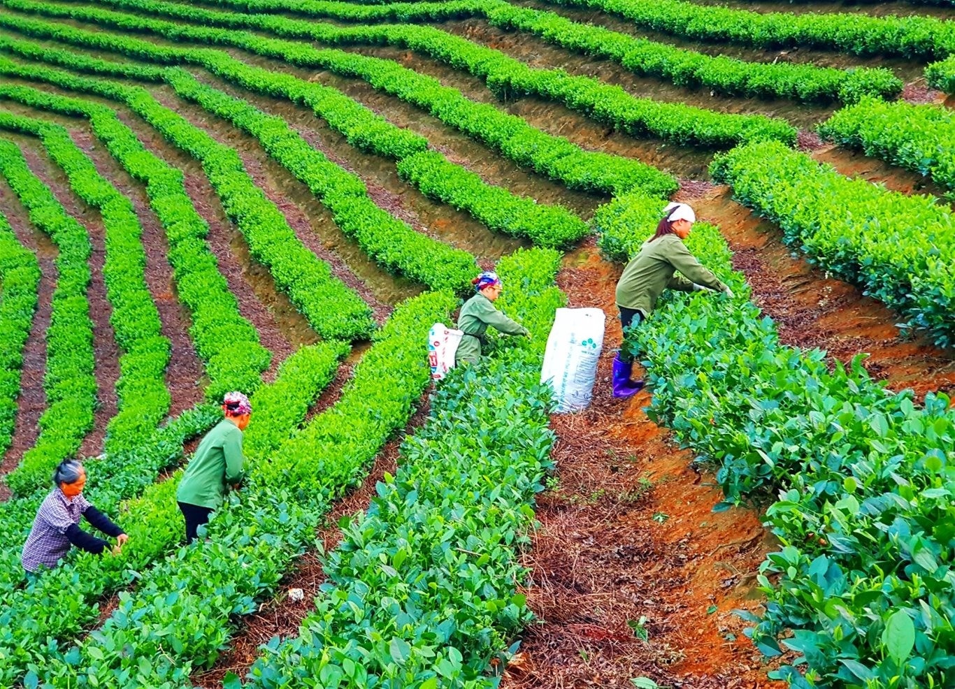 Các cấp chính quyền tỉnh Bắc Kạn luôn quan tâm, hỗ trợ đồng bào DTTS phát triển kinh tế, thoát nghèo bền vững. Các cấp chính quyền tỉnh Bắc Kạn luôn quan tâm, hỗ trợ đồng bào DTTS phát triển kinh tế, thoát nghèo bền vững.