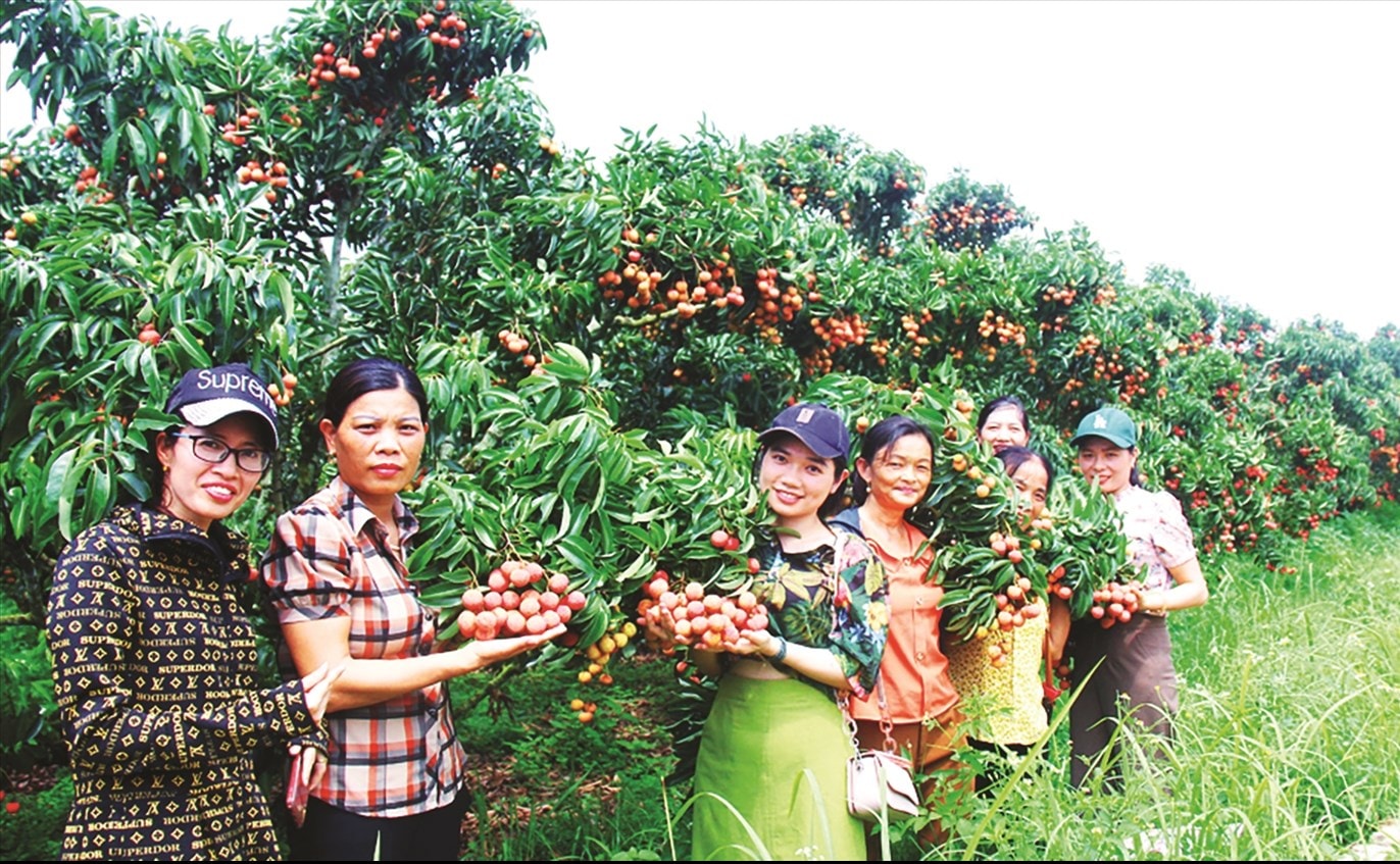 Du khách tham quan vườn vải thiều tại xã Thanh Hải, huyện Lục Ngạn. Du khách tham quan vườn vải thiều tại xã Thanh Hải, huyện Lục Ngạn.