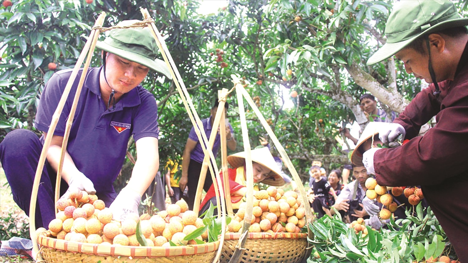 Người dân Lục Ngạn thu hoạch vải thiều. Người dân Lục Ngạn thu hoạch vải thiều.