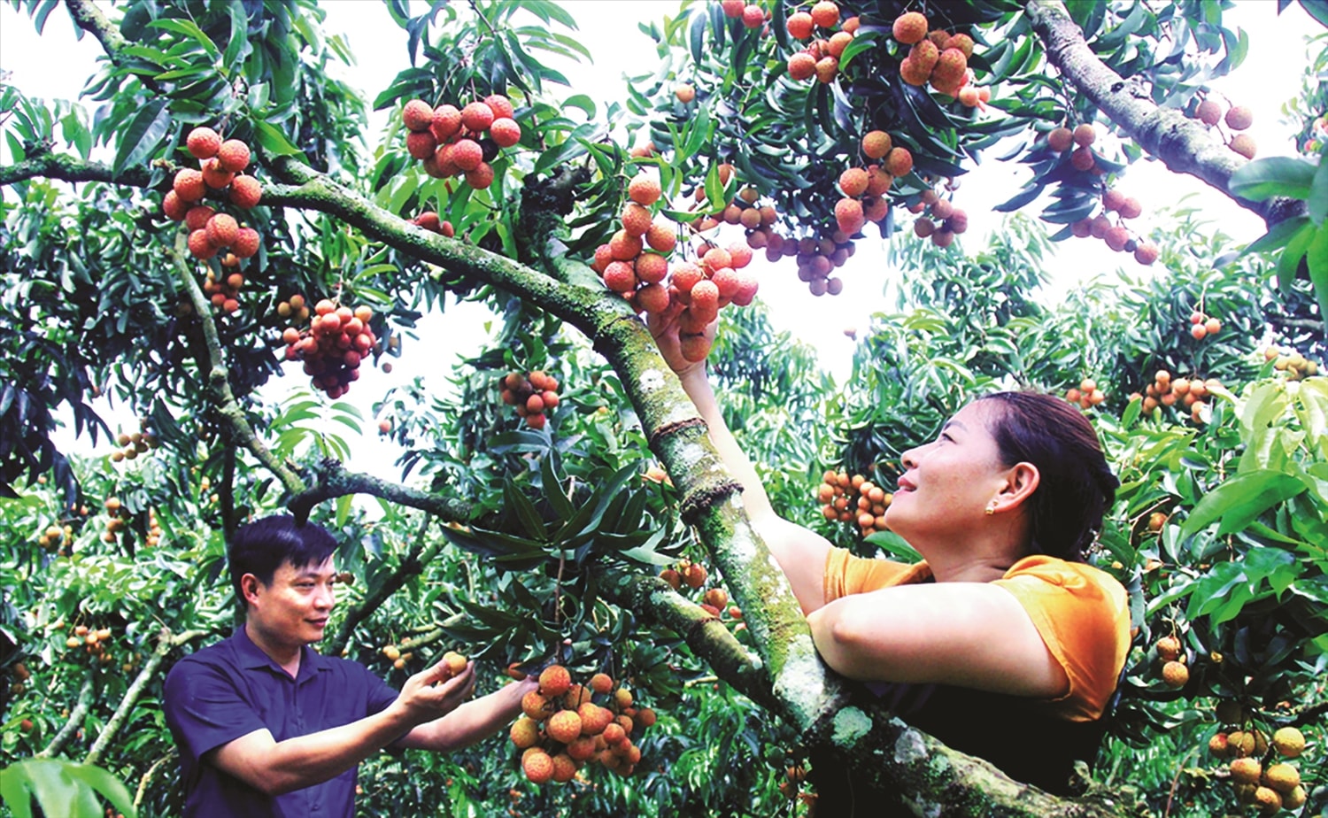 Vườn vải thiều đạt tiêu chuẩn xuất khẩu. Vườn vải thiều đạt tiêu chuẩn xuất khẩu.