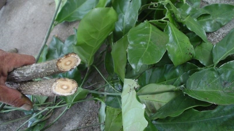 (Tổng hợp) Cây dây gắm -Vị thuốc quý điều trị đau xương khớp 3